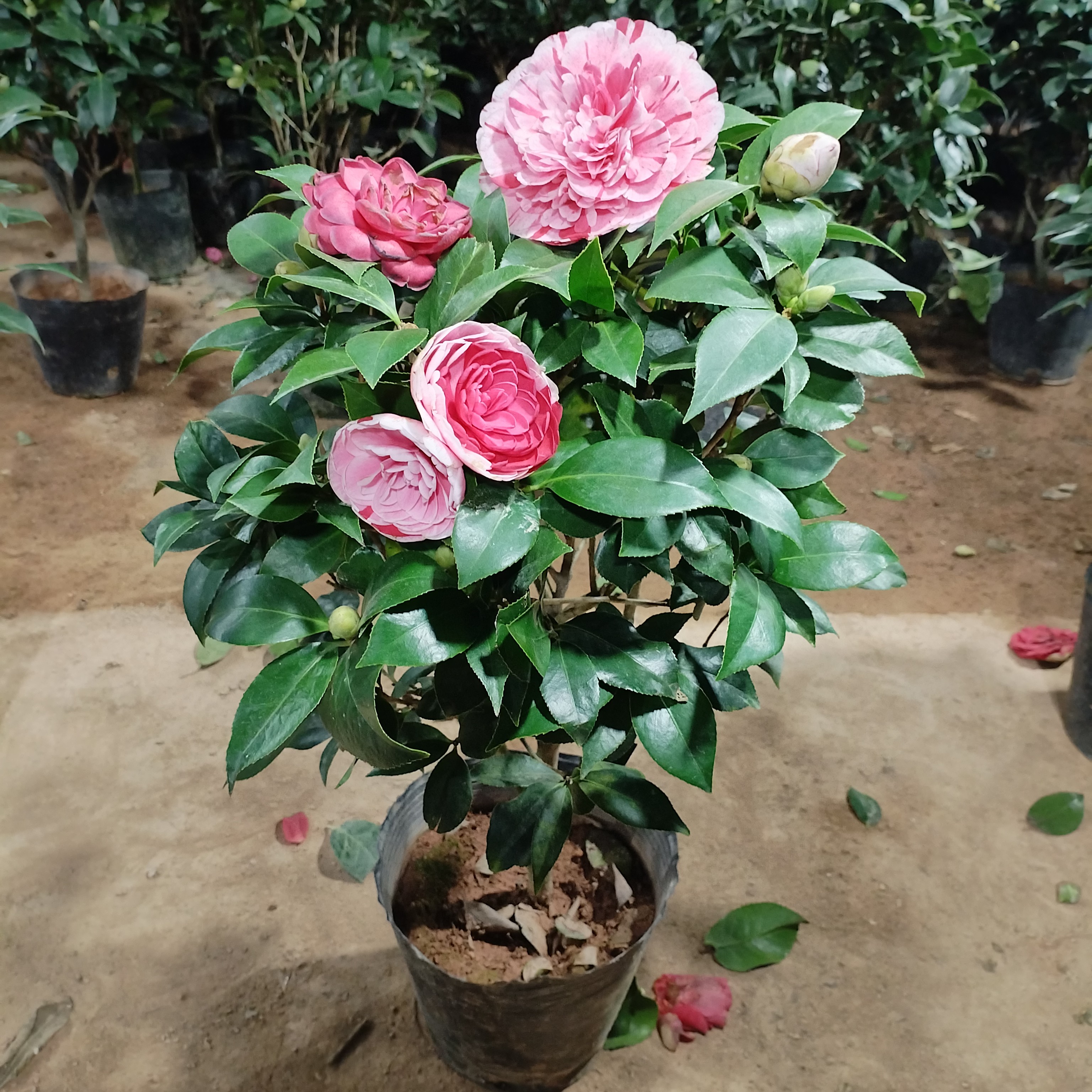 五色赤丹（5年苗）山茶花盆栽带花苞室内外种植耐寒花