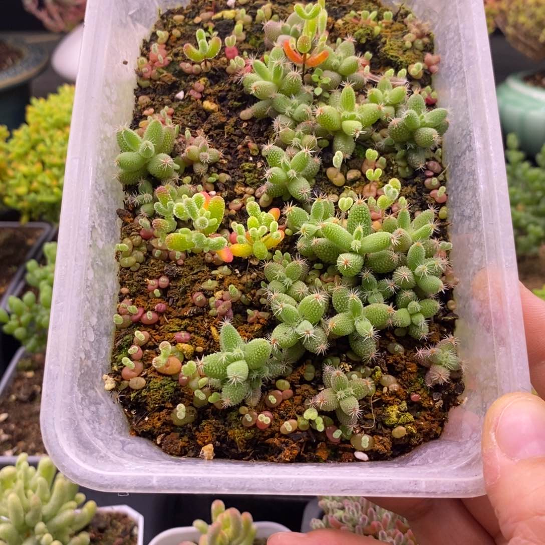 秋***,158混合小苗。      