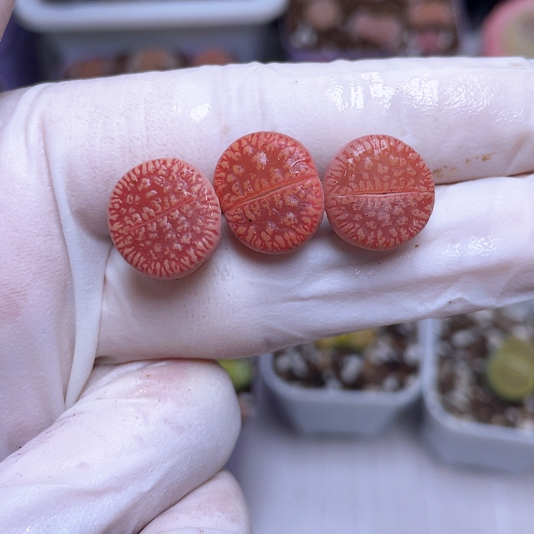 138号 流水88888888