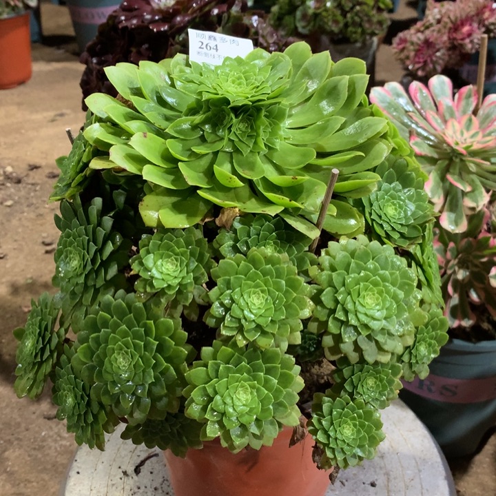 264原始翡翠冰多肉植物特价