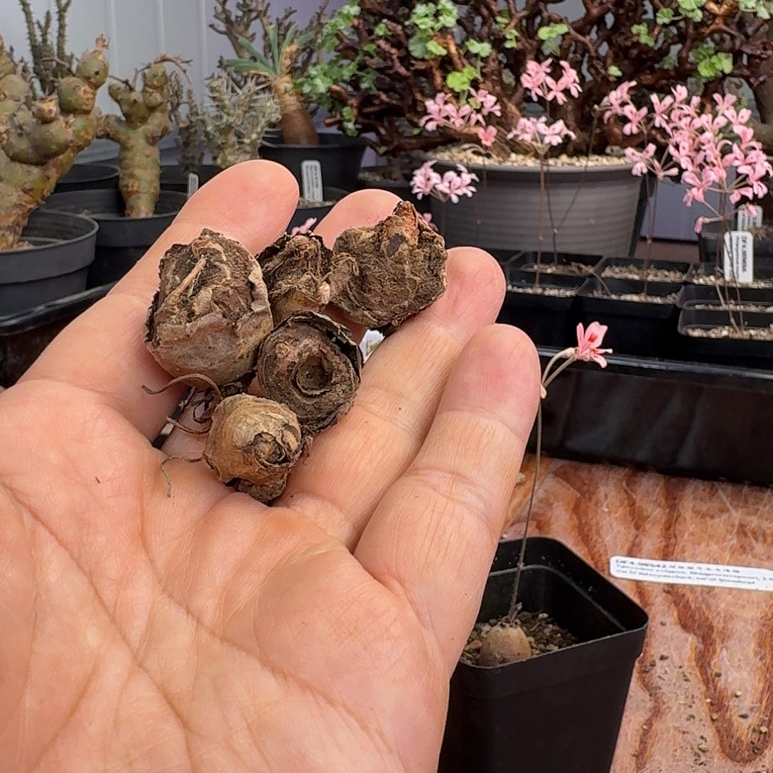 粉花肾叶洋葵残破新货一组五个