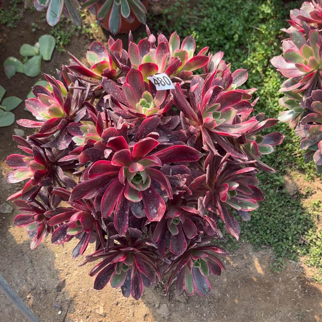 480赤霞飞多肉不包损