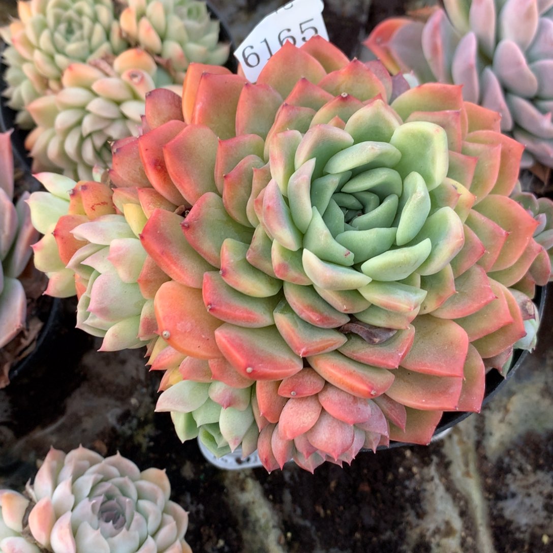 6165新年快乐发发发