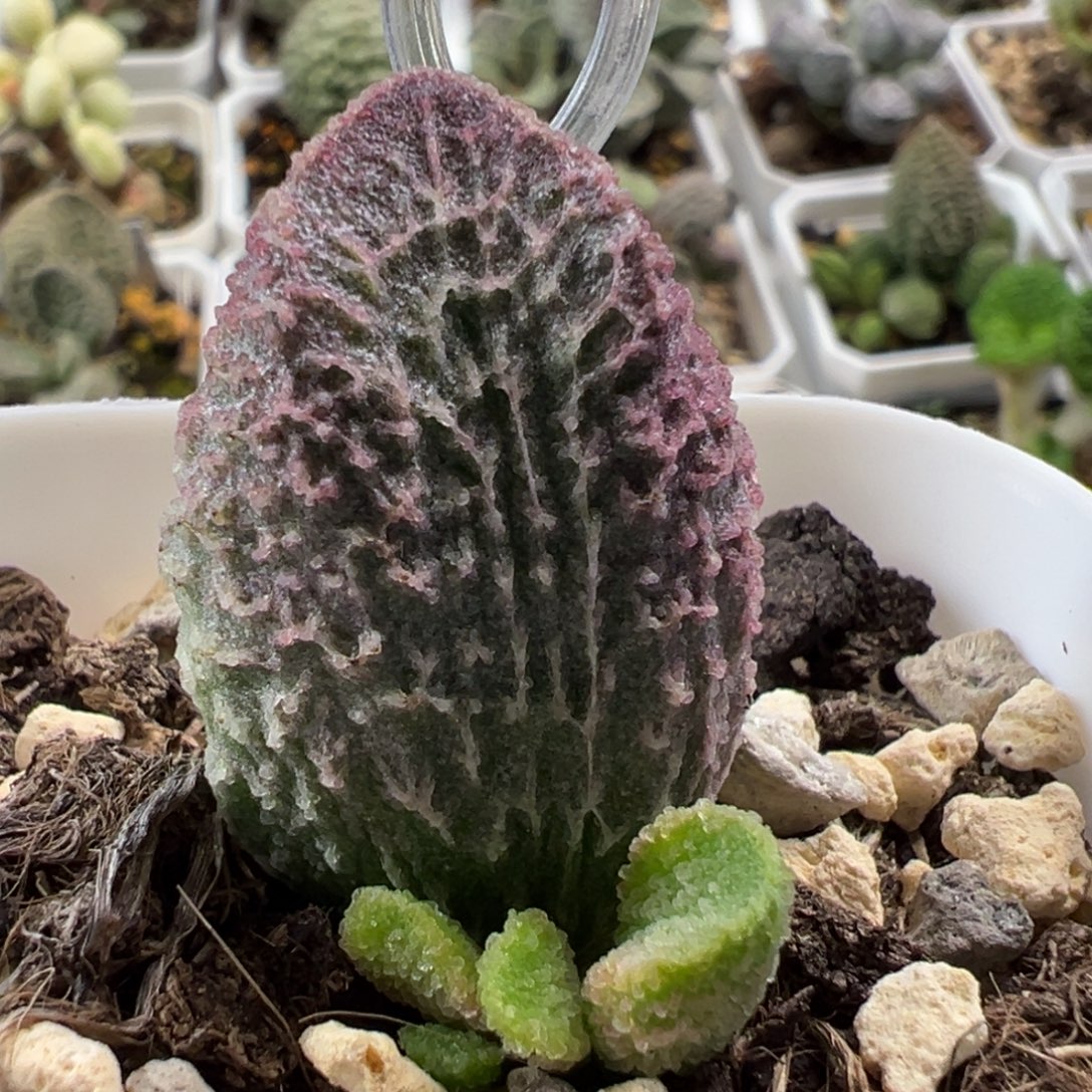 实生新品大苗多肉植物