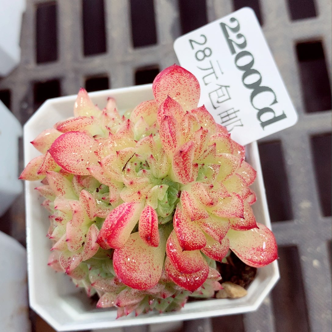 5厘米盆精控多肉2200