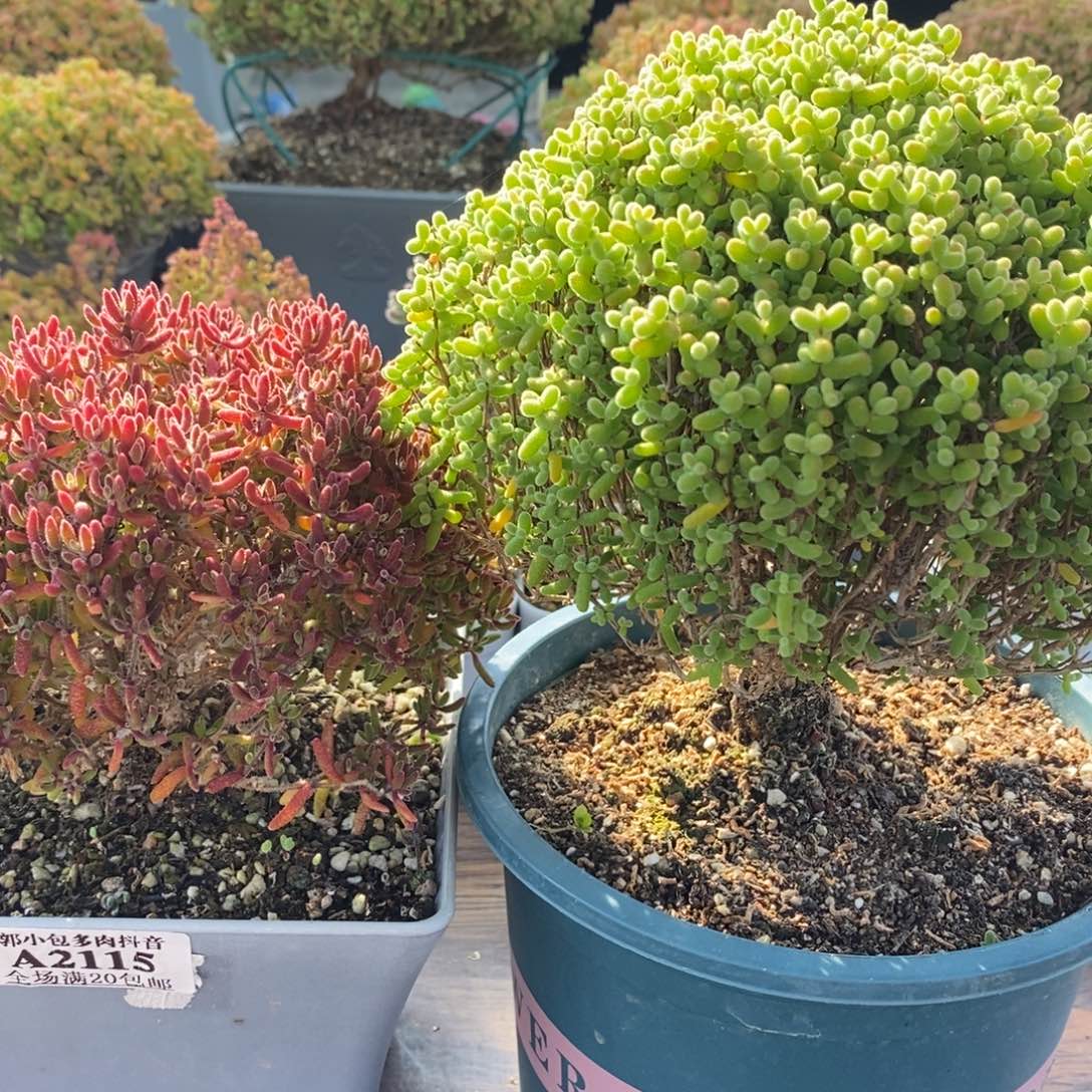 鬼***松福利组合套餐2115枝干番杏