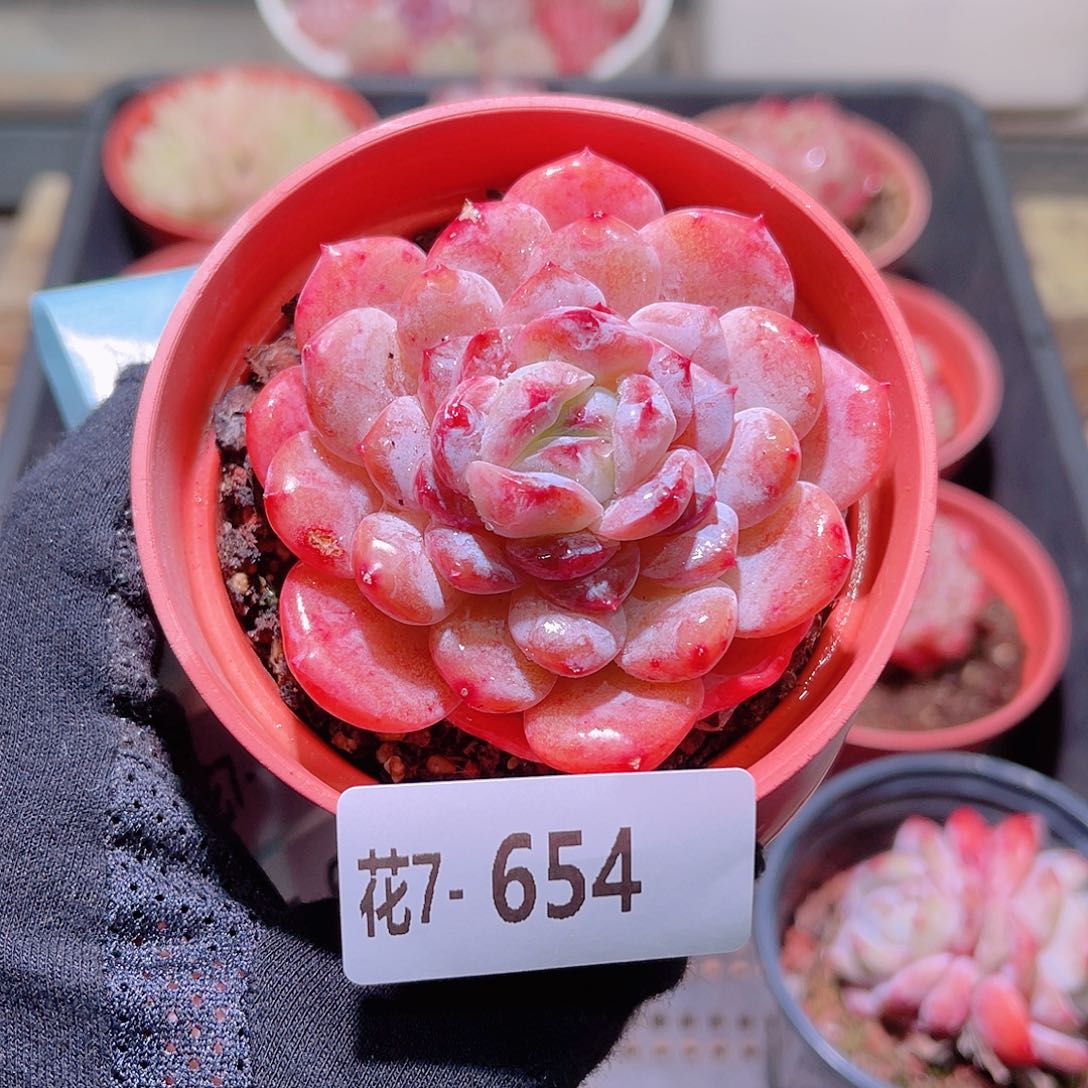 花利美7-654红胖子