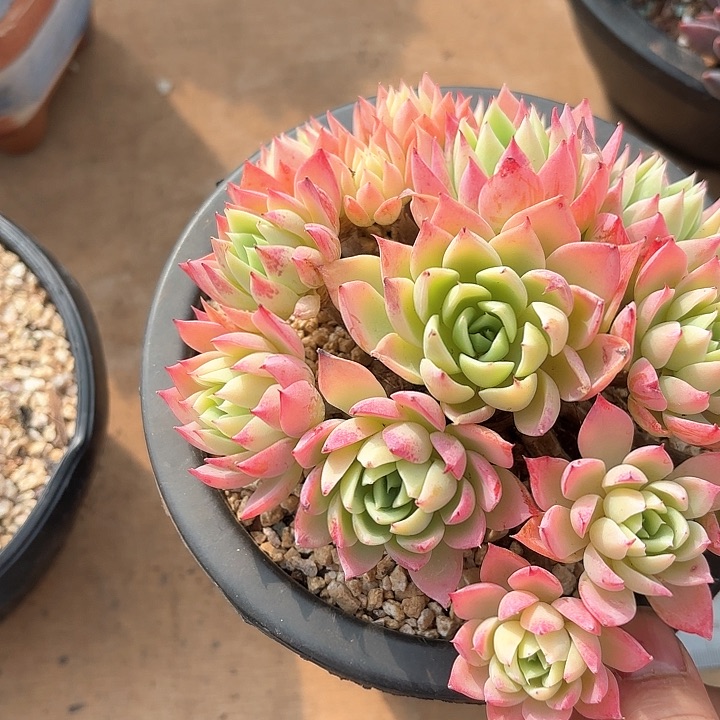 三色景多肉植物的