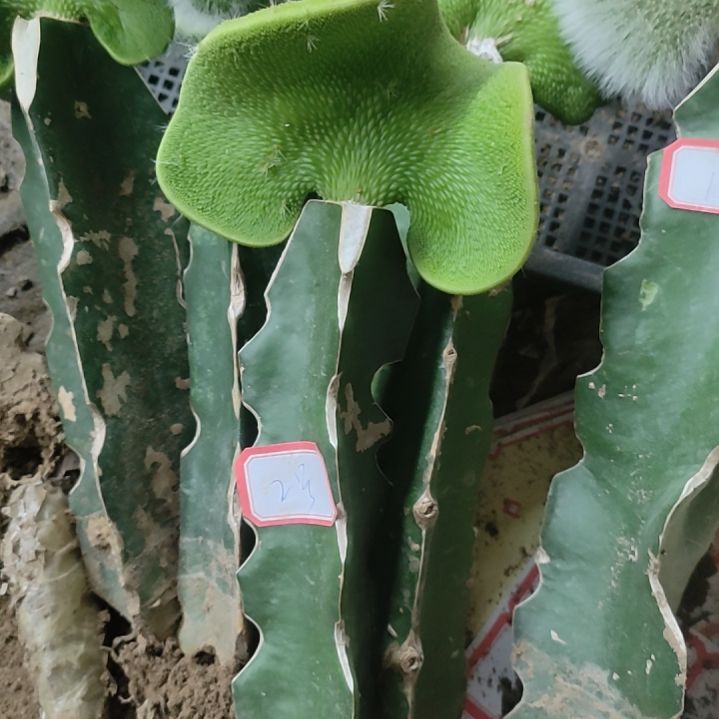 仙人球青蛇缀化2号