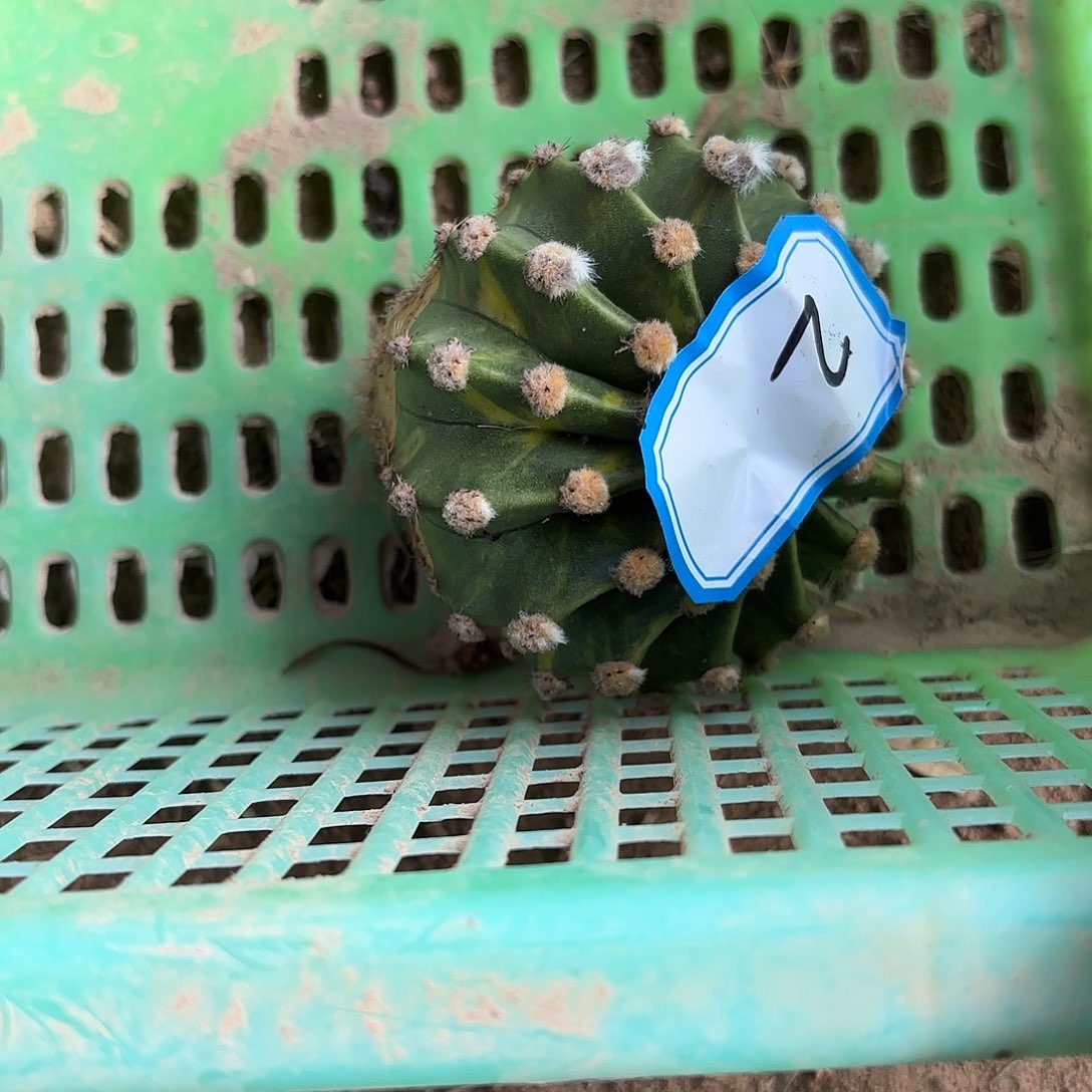 短毛丸2号侧牙20包邮仙人球