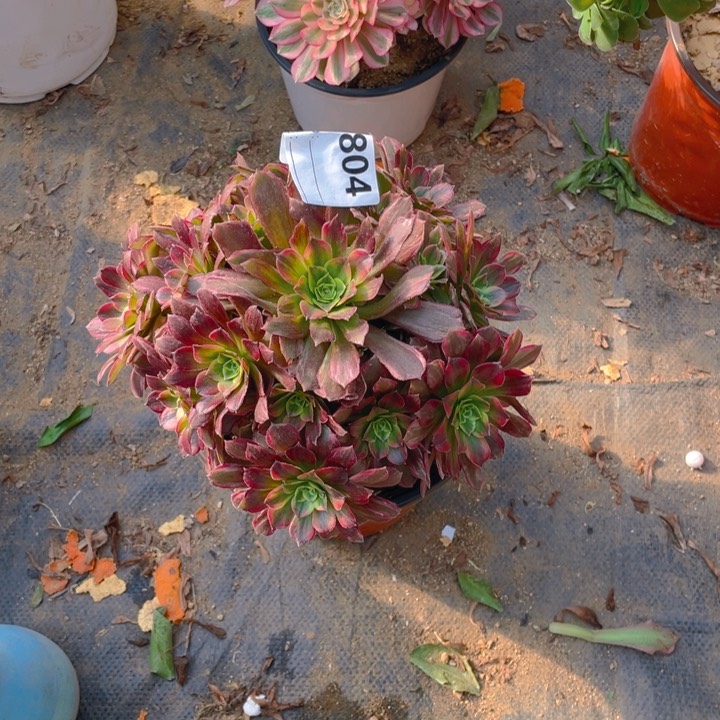 多肉安纳法师804