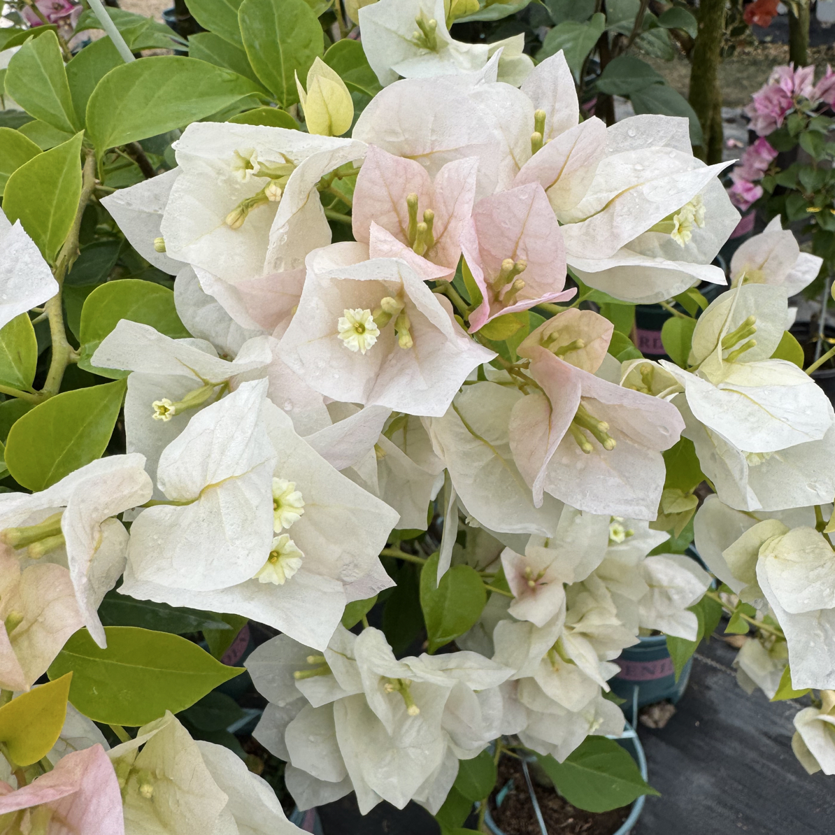 【金龙鱼】三角梅嫁接高飘默认运输途中掉花掉叶小断枝介意慎拍