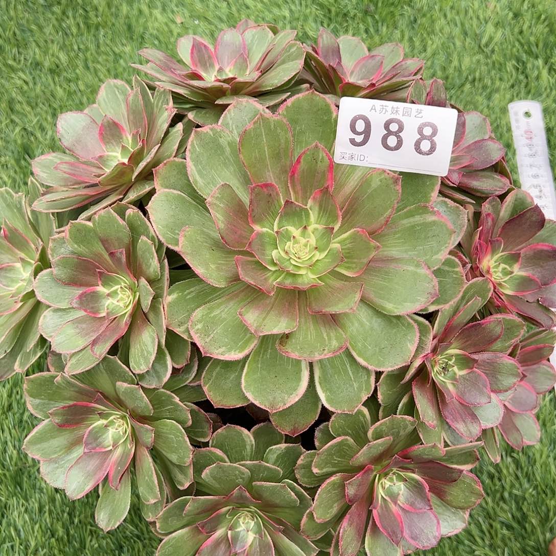 无花朵988莲花座法师