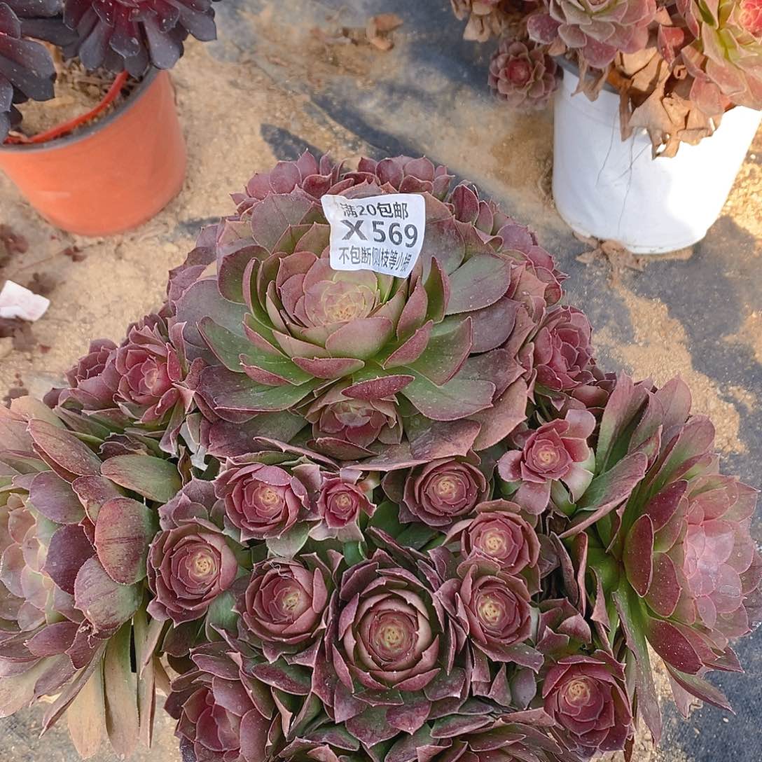 569红心沙拉碗多肉