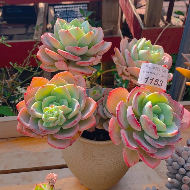 谢谢你的支持000001153