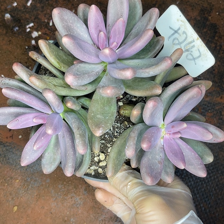 两单包邮，一物一拍242糖果美人