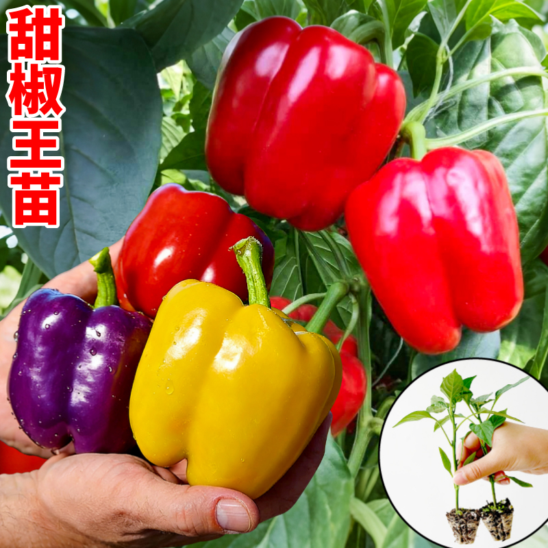 正宗特大甜椒辣椒王秧苗红黄绿紫方椒种苗高产太空椒阳台盆栽种植商品图
