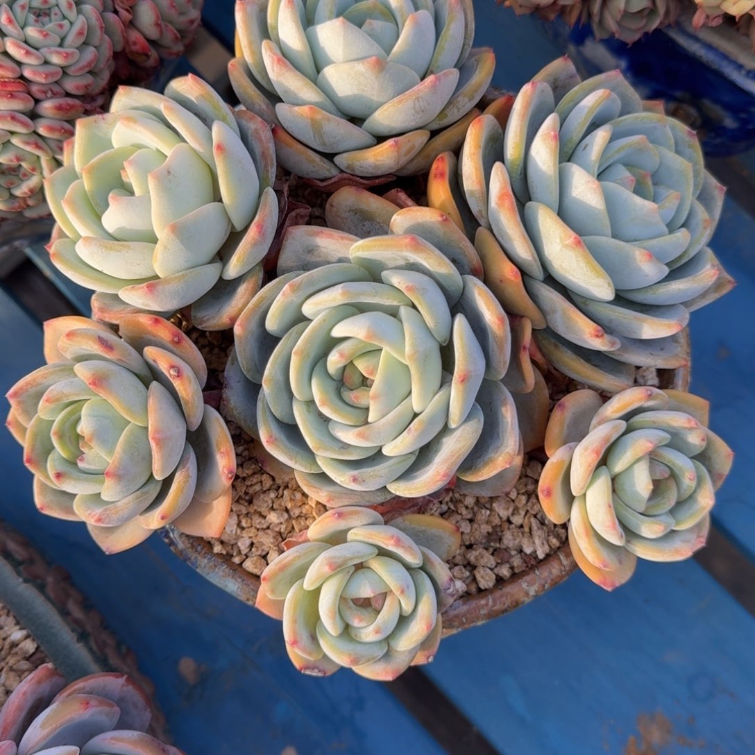 凤橙老桩一物一拍