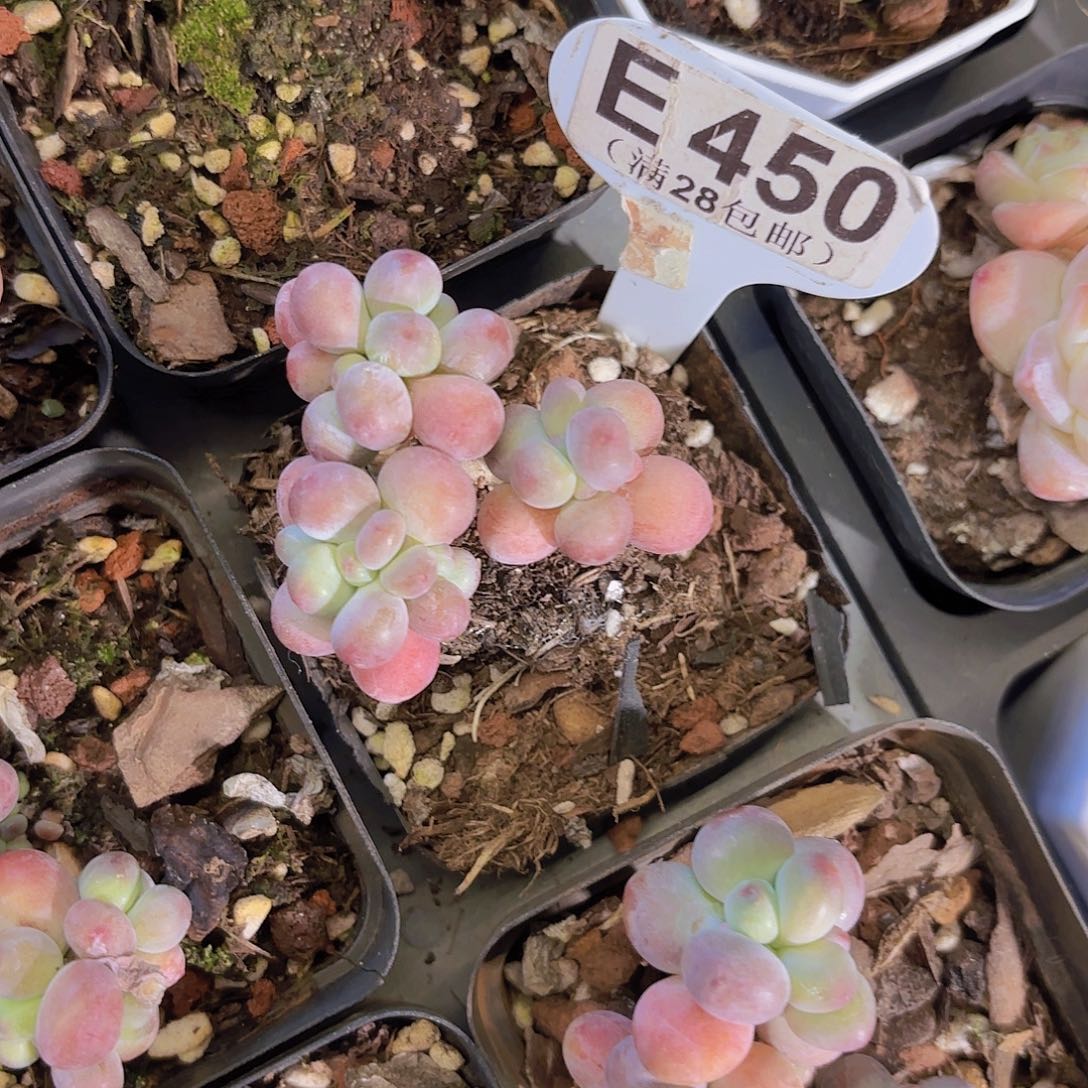 E450苹果奶一物一拍