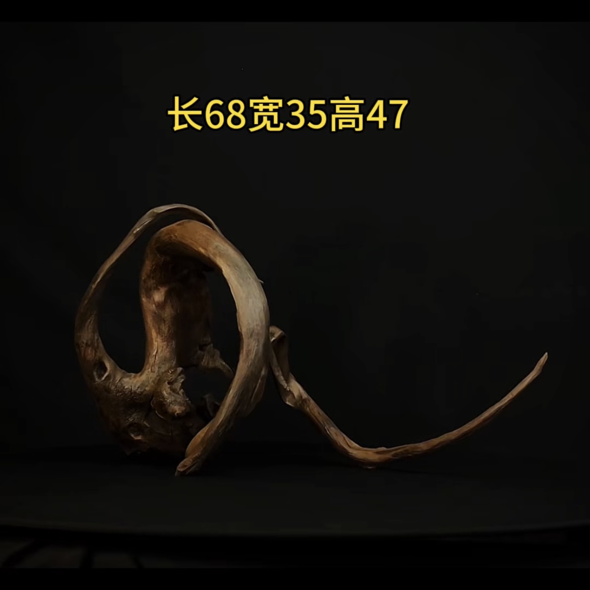 张大狼造景沉木长68cm飘枝 南美鱼缸造景 紫柚木秒沉