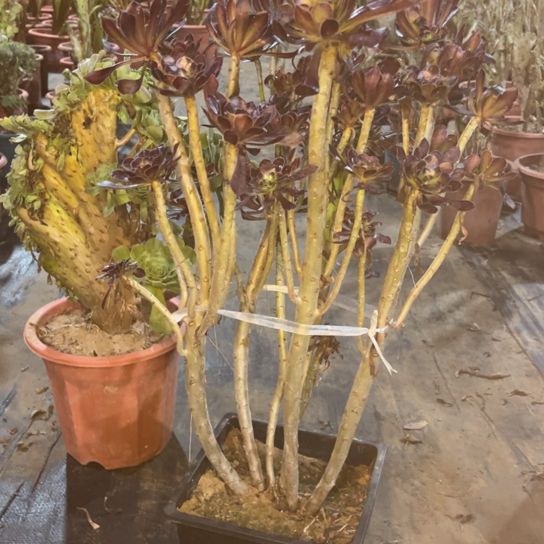 精品法是一物一拍拍