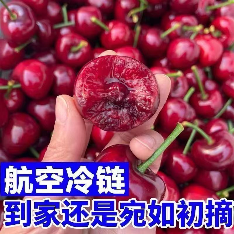 【航空冷链】山东 美早大樱桃新鲜水果现采现摘脆甜爆汁