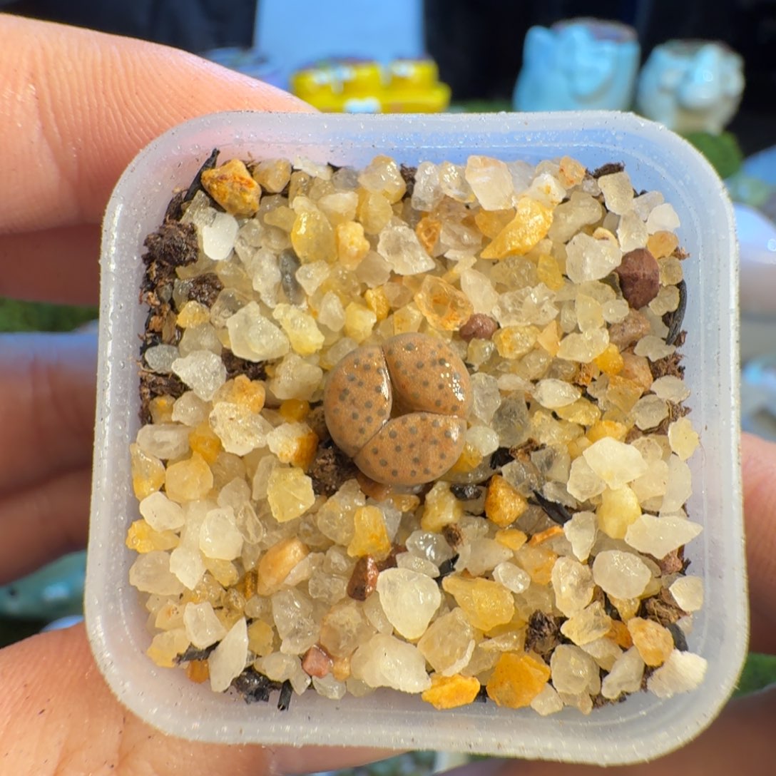 多肉葡萄的季节1349