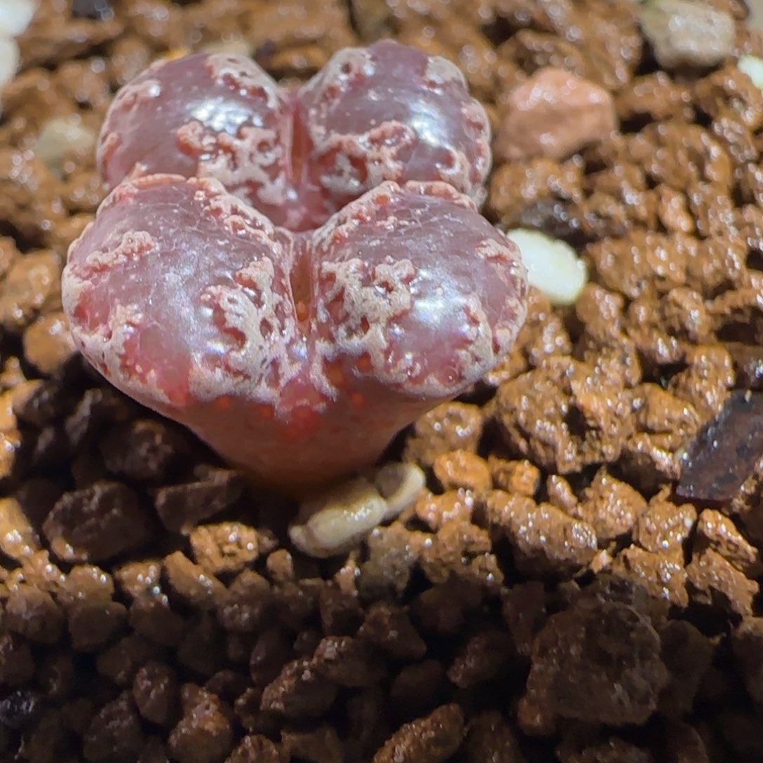 肉锥多肉植物组合-3km勋章有疤1541
