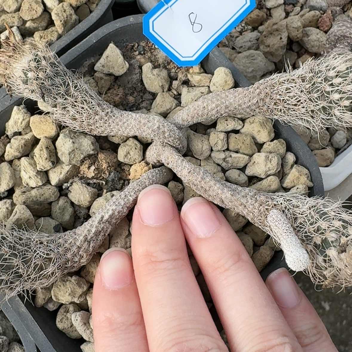 【闪购商品】8迷你慕斯哈哈哈