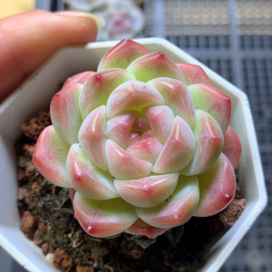 白桃汽水精控一物一拍