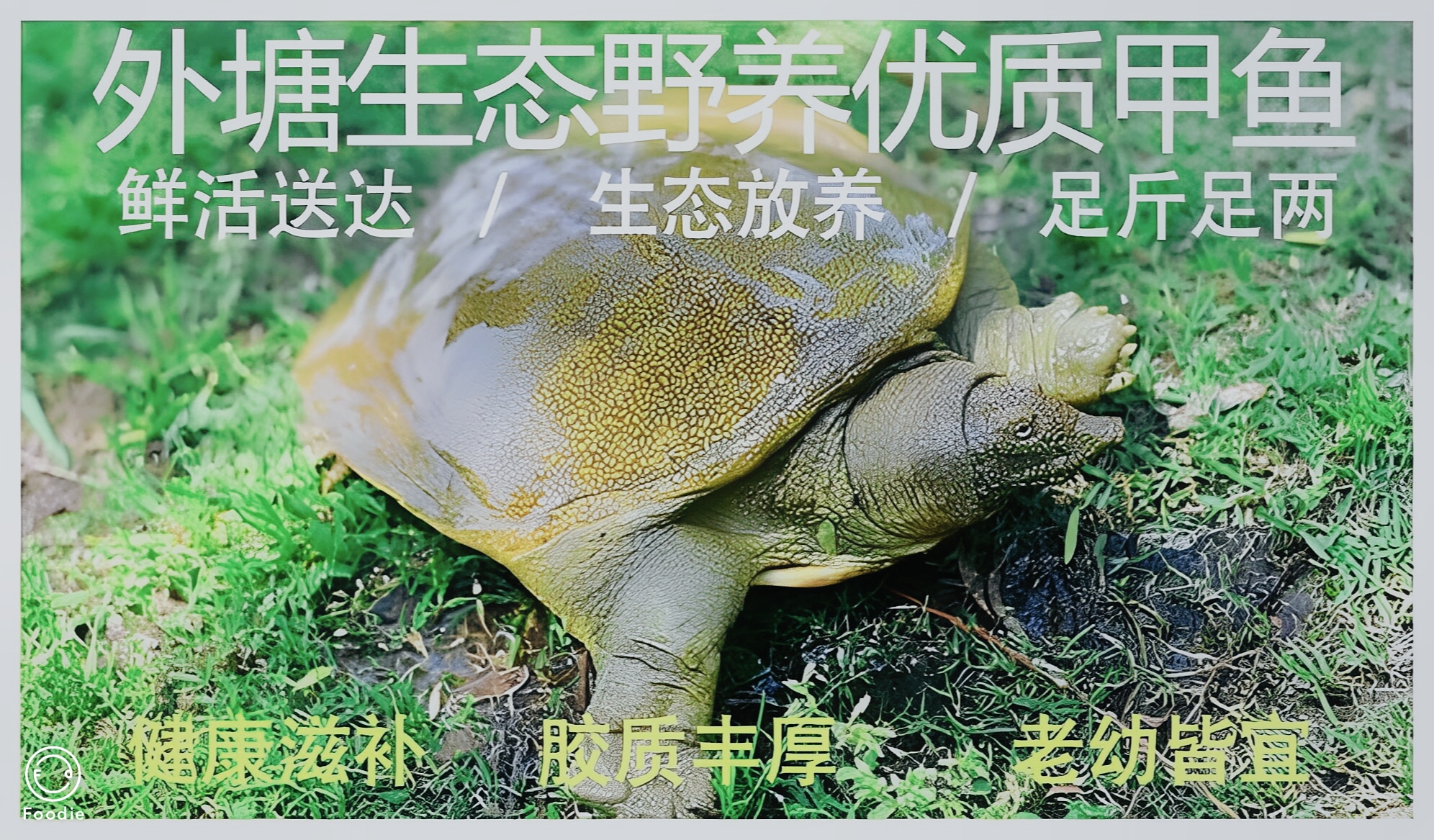 生态甲鱼外塘湖区甲鱼鲜活甲鱼王八团鱼藕塘甲鱼水鱼