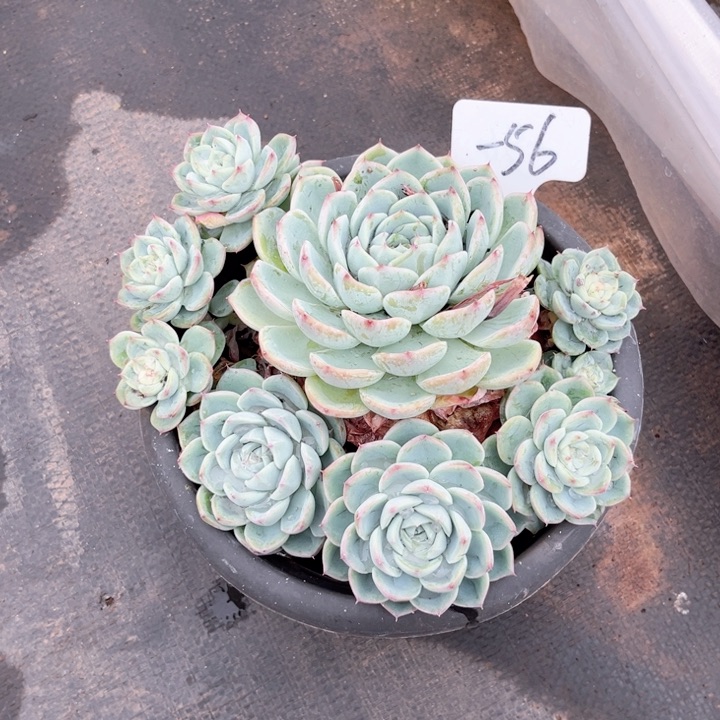 晨语多肉一物一拍一56不信后