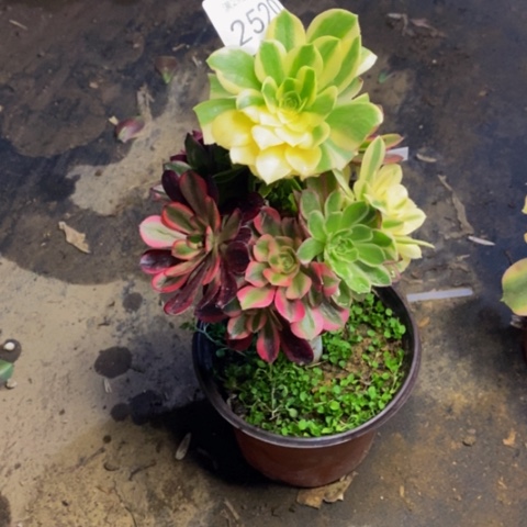 嫁接的彩树多肉2520