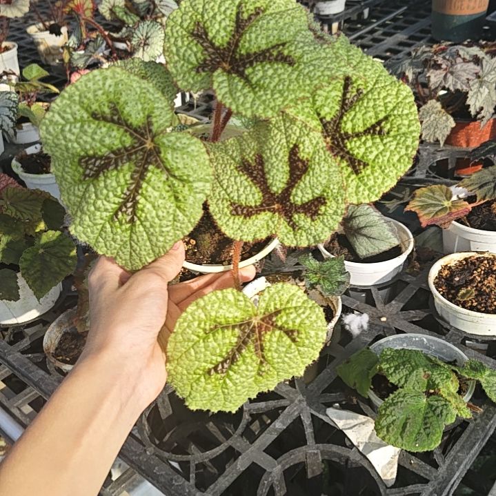 铁十字秋海棠一物一拍