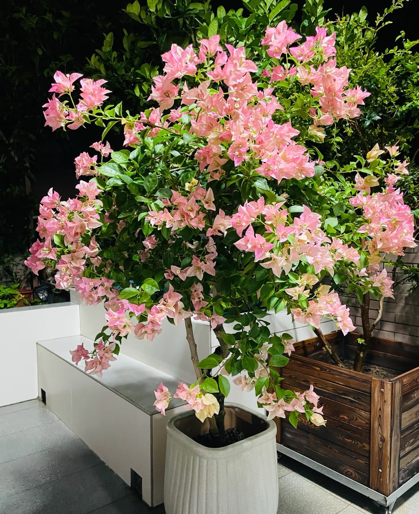 三角梅【绿樱】盆栽观赏植物掉花落叶缺水焉正常介意慎拍