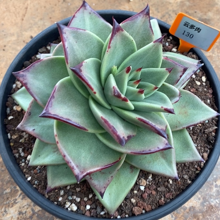 D130- 直播福利 乌木宽叶