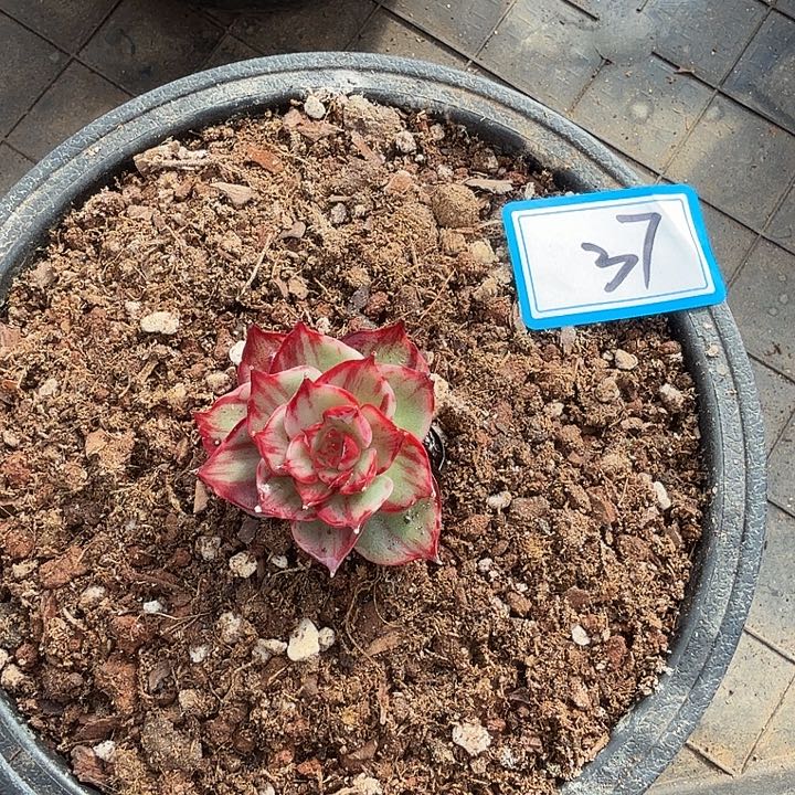 胡***妹37----------------