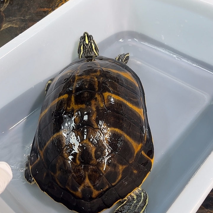 绿毛龟母冷水外塘火焰龟一拍一物专属链接