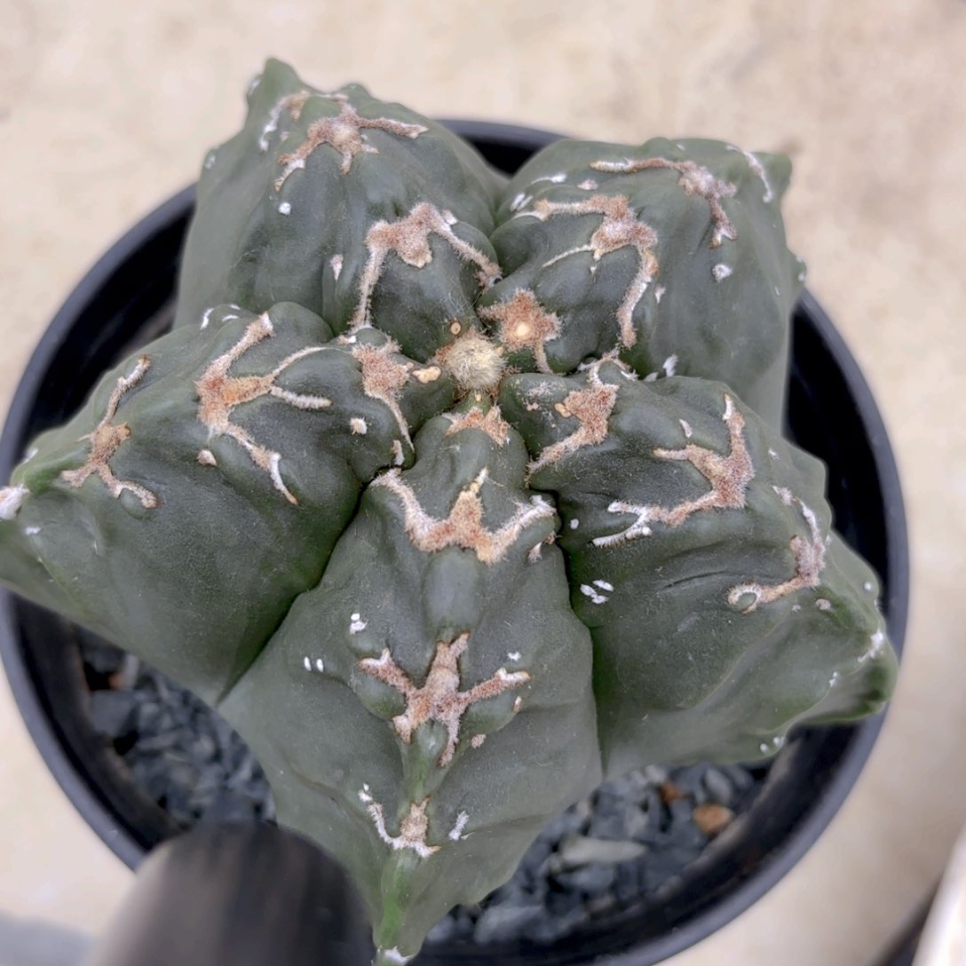 鸾凤琉璃vG g g g g g