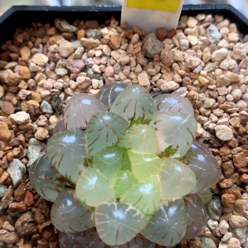 【闪购商品】459姬玉露