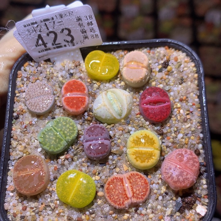 精品生石花217.423