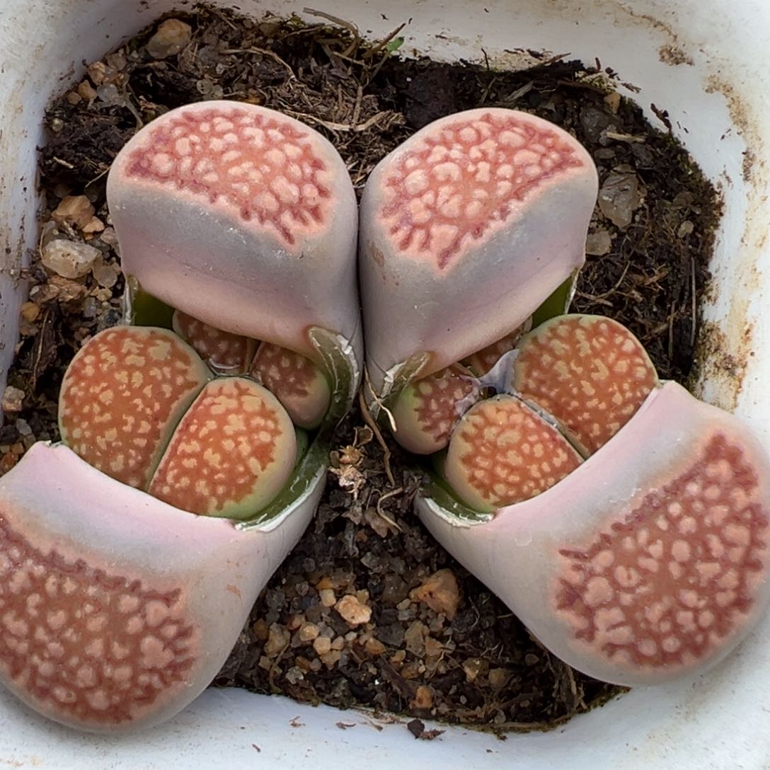 1.21好看的多肉054