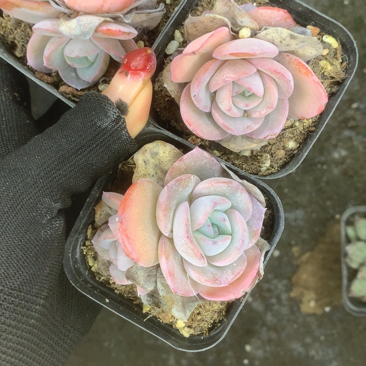 布鲁兰双。（满9.99包邮不满9.99发叶子）