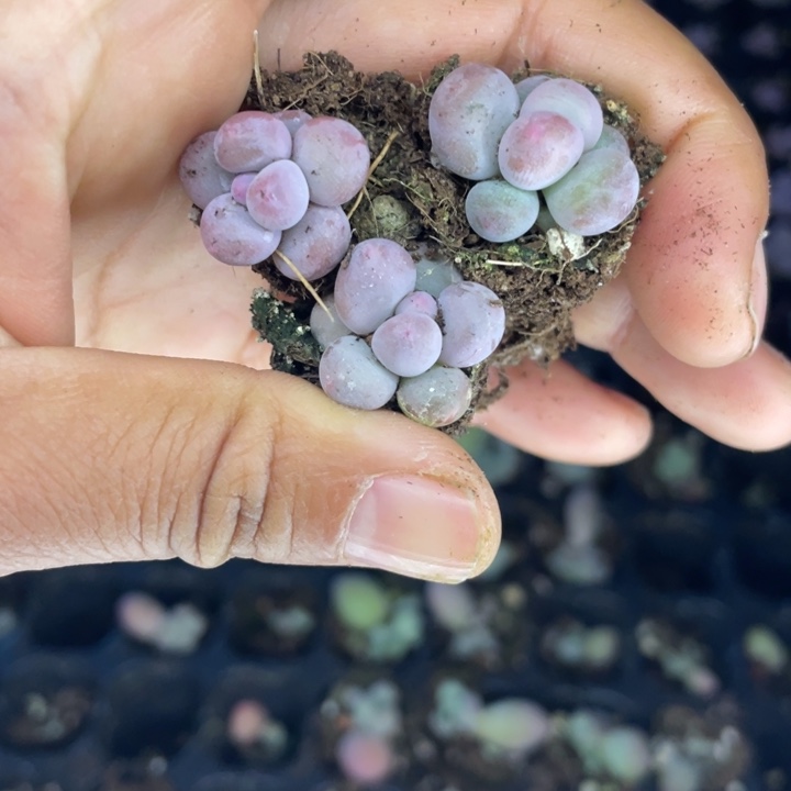 彩虹奶随机发3颗满18包邮