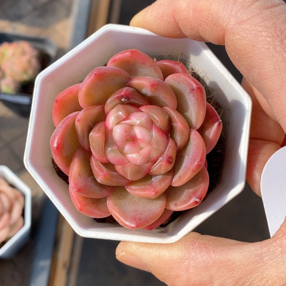 精品多肉一物一拍不包整407