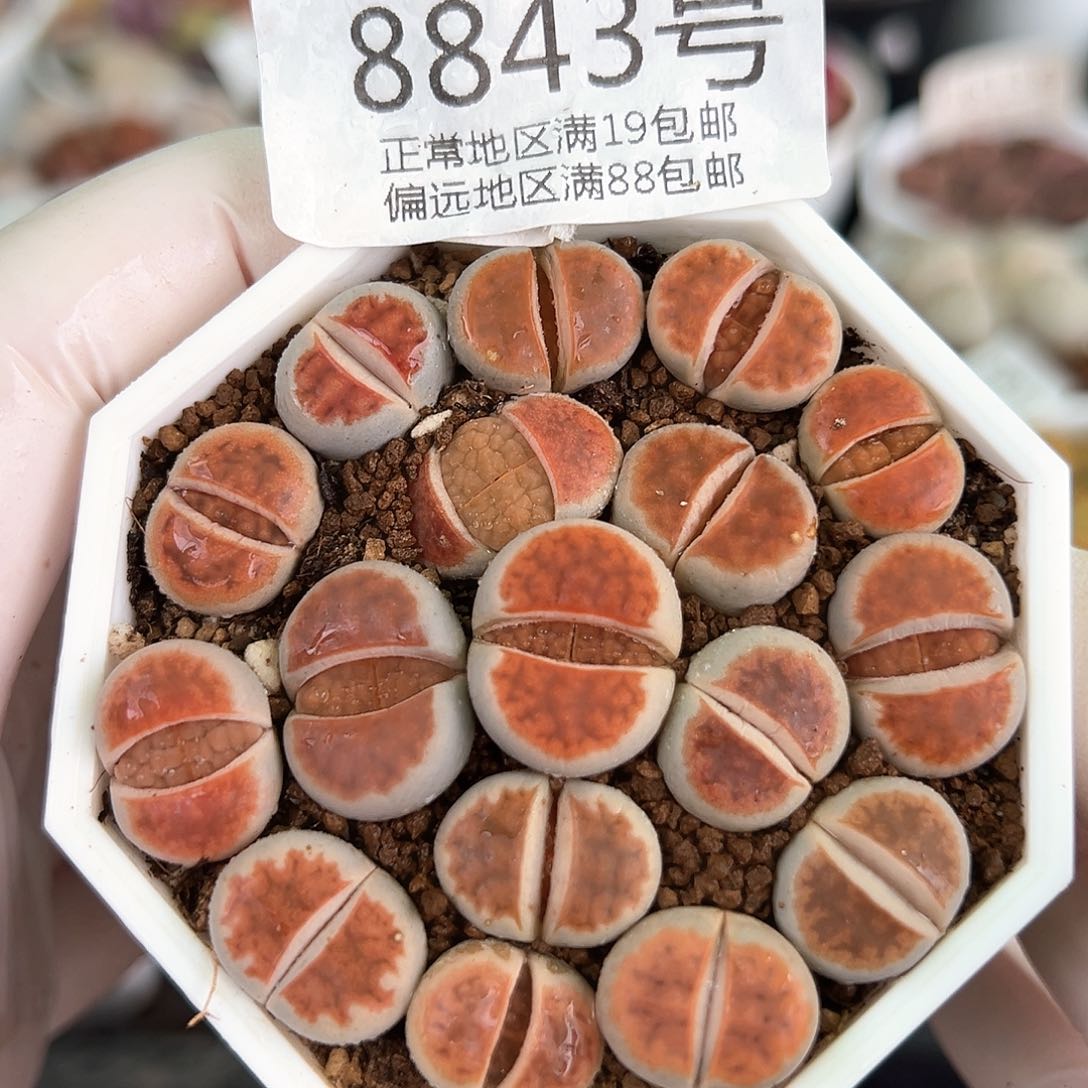 好养易活生石花大母本8843