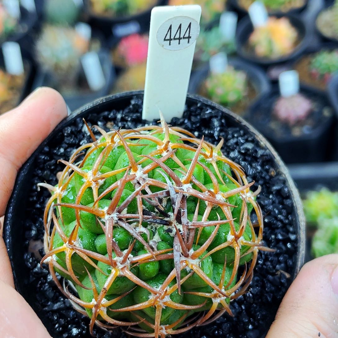 非偏远地区满25包邮仙人球