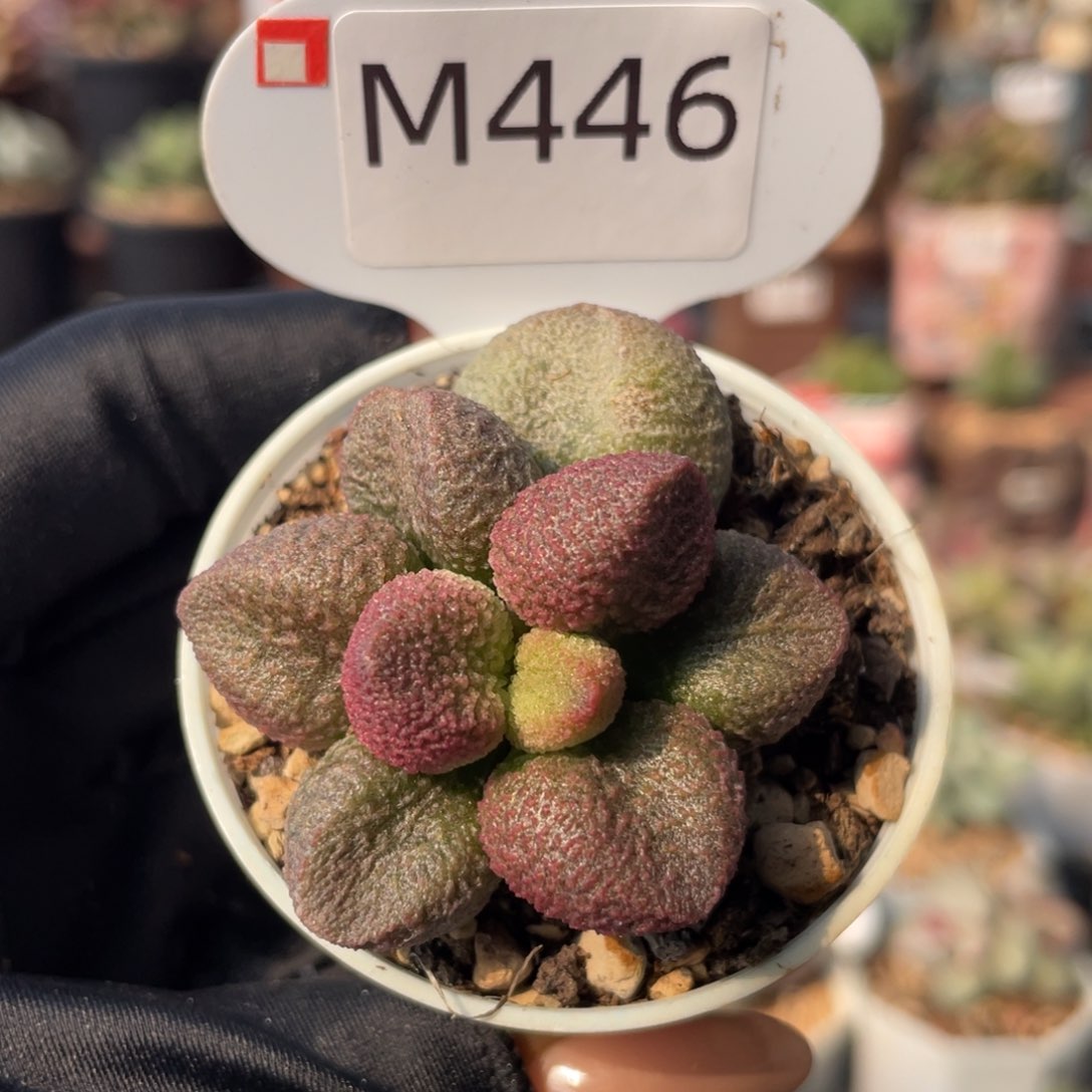      水蜜桃。   446。  