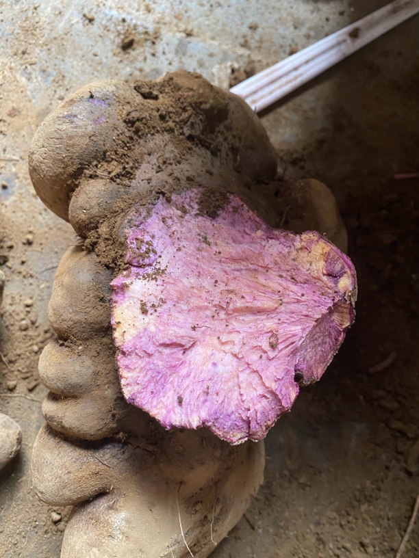 云南农家自种山药老品种紫山药一窝鸡山药紫芯山药