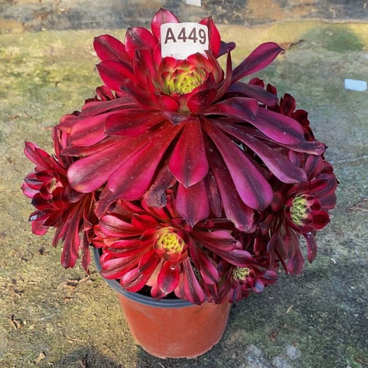 美肌多肉植物449